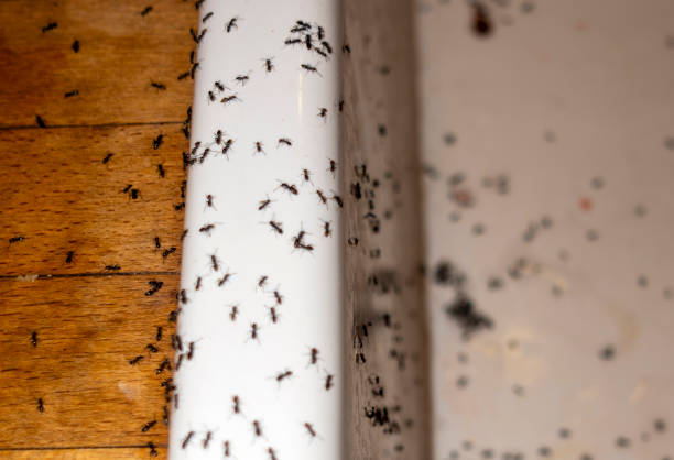 Best Pest Control for Homes  in Batavia, IL